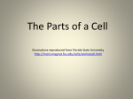 Here is a PowerPoint designed to help you review the parts of a cell.