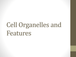 Eukaryotic Organelles