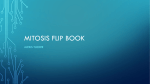 Mitosis Flip Book