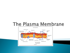 Ch. 7 part 2 (PM and Osmosis)