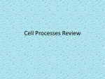 Cell Processes Review