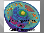 Cell functions