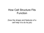 How Cell Structure Fits Function