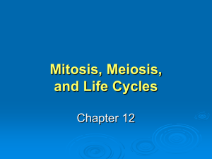 Meiosis - Herscher CUSD #2