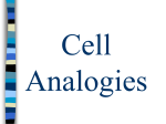 Cell analogies ppt
