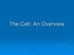 The Cell: An Overview