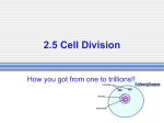 Mitosis and the Cell Cycle