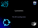 Lysosomes - Denver Public Schools