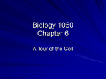 Biology 1060 Chapter 6 - College of Southern Maryland