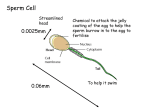 Chemical to attack the jelly coating of the egg to help