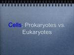 Cells: Prokaryote vs Eukaryote
