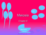 Meiosis