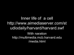 Inner life of a cell http://www.aimediaserver.com