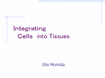 Integrating Cells into Tissues
