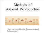 Asexual Reproduction - South Buffalo Charter School