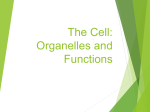 The Cell: Organelles and Functions