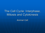 The Cell Cycle: Interphase, Mitosis