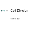 Cell Division - Beaver Local High School