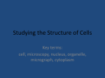 Studying the Structure of Cells