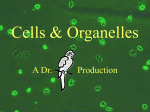 Cells: Chapt. 5 & Chapt. 4: Pgs. 70-75