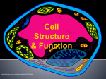 Cell Structure & Function