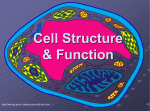 Cell Organelles