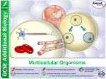 Multicellular Organisms - Thomas A. Stewart Secondary School