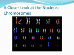 A Closer Look at the Nucleus: Chromosomes