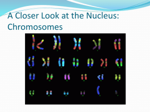 A Closer Look at the Nucleus: Chromosomes