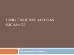 Lung Structure and Gas Exchange