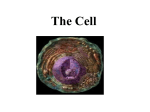 Cell Wall