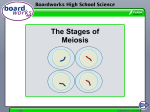 The Stages of Meiosis