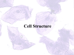 Cell Structure - Brooklyn High School