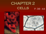 Cell Organization