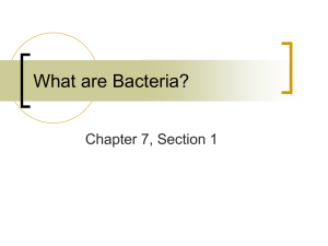 What are Bacteria?