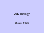 Adv Biology