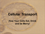 Cellular Transport