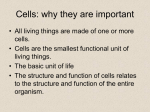 Bio120--cells lab--post