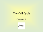the cell cycle - Falmouth Schools