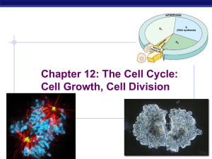 APMitosis2015 16