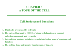 cell wall - Johnston Community College