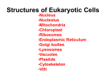 Structures of Eukaryotic Cells