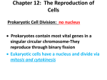 Terms to brush up on before this unit: DNA – deoxyribonucleic acid