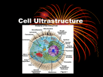 Cell Ultrastructure