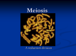 Meiosis - Siegel Science