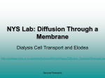 NYS Lab: Diffusion Through a Membrane