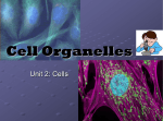 Organelle Review Powerpoint