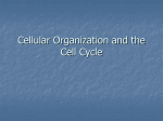 Cellular Organization and the Cell Cycle