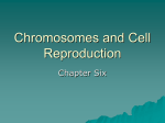 Chromosomes and Cell Reproduction