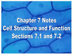 Chapter 7 The Cell and its Organelles